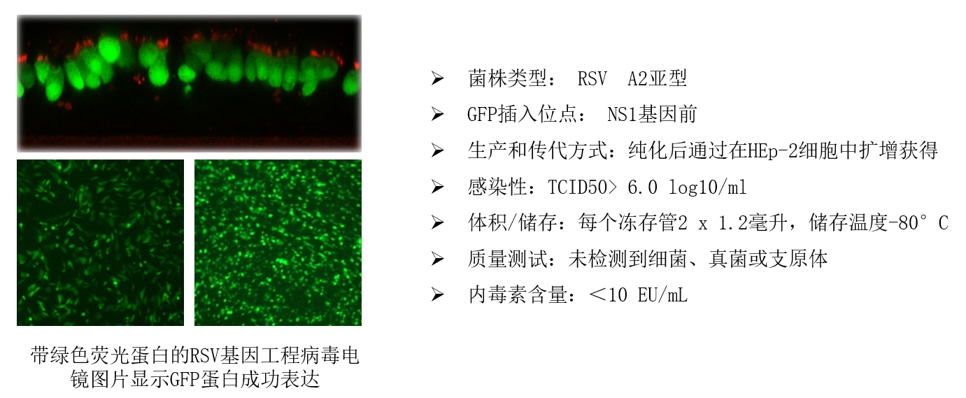RSV-GFP1毒株示意图