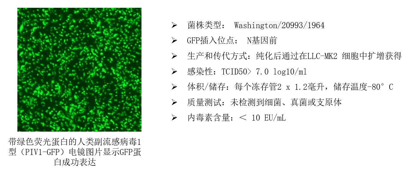 PIV荧光示意图