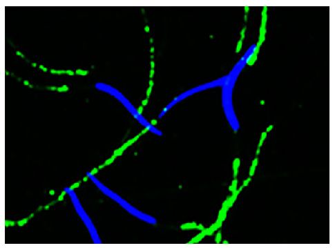 山羊抗兔IgG（H+L）-Biotin抗体