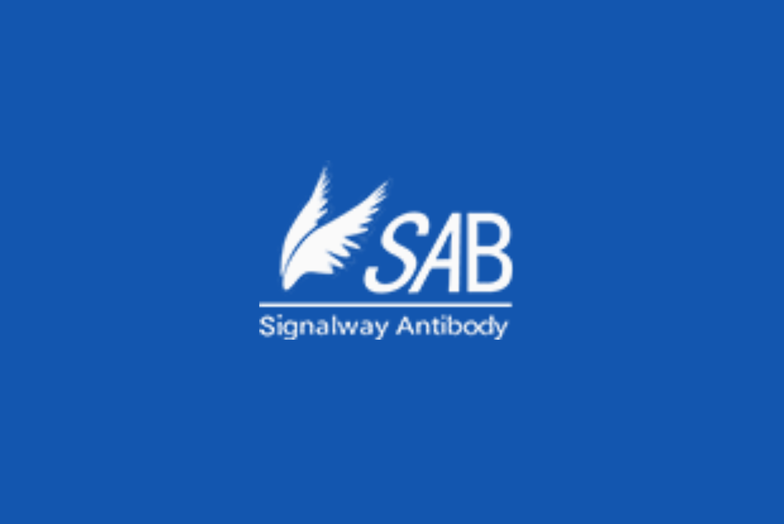 Signalway Antibody