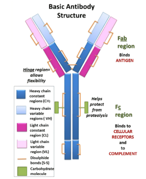 经典抗体结构 经典抗体结构