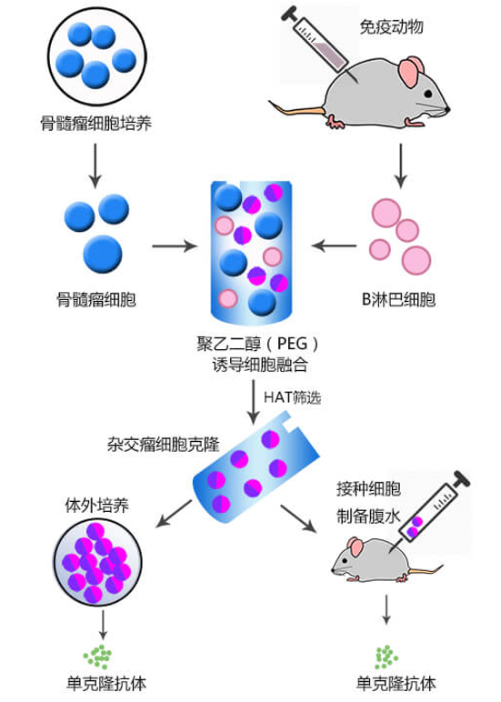杂交瘤法小鼠/兔单克隆抗体制备 杂交瘤法小鼠/兔单克隆抗体制备