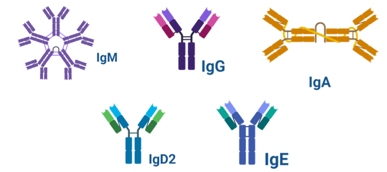 不同抗体分子的结构 不同抗体分子的结构