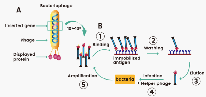 噬菌体展示技术原理 噬菌体展示技术原理