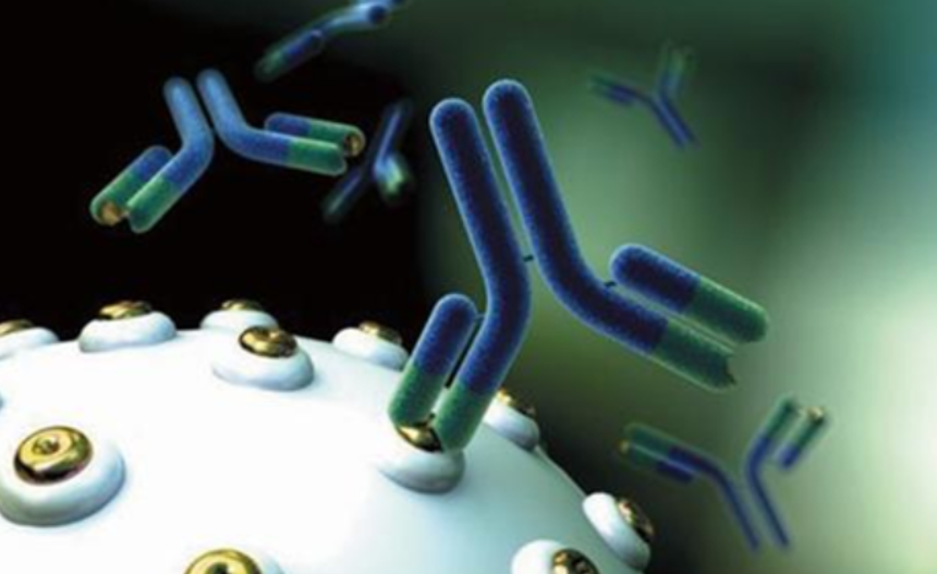 抗体特异性结合到细胞表面的抗原 抗体特异性结合到细胞表面的抗原