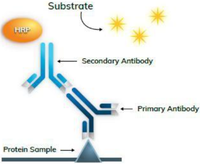 通过酶标记抗体,酶进行催化反应产生颜色反应 通过酶标记抗体,酶进行催化反应产生颜色反应