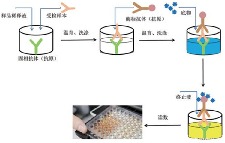 间接法ELISA实验基本流程示例 间接法ELISA实验基本流程示例