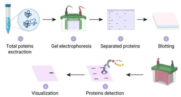 Western-Blot实验基本流程示例 Western-Blot实验基本流程示例