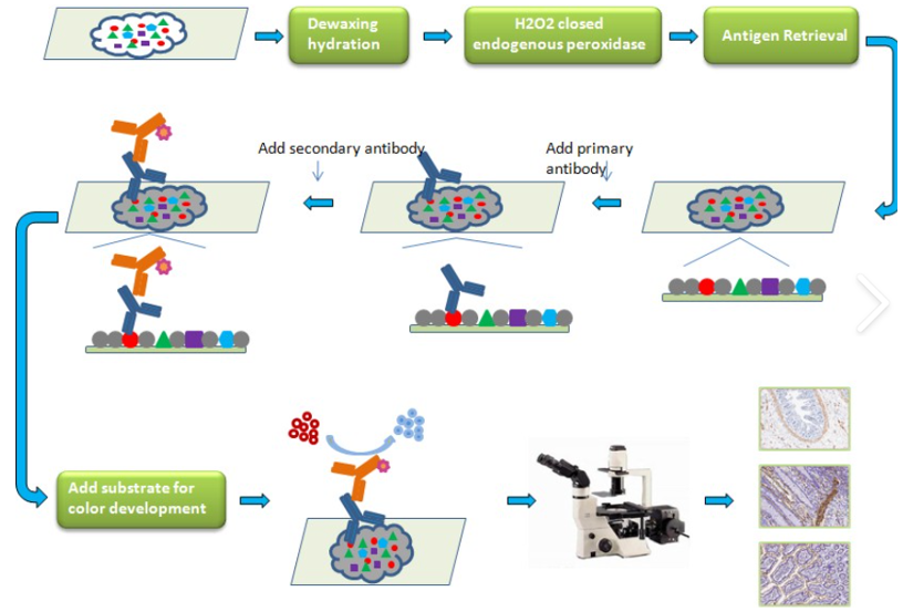 免疫荧光实验流程图 免疫荧光实验流程图