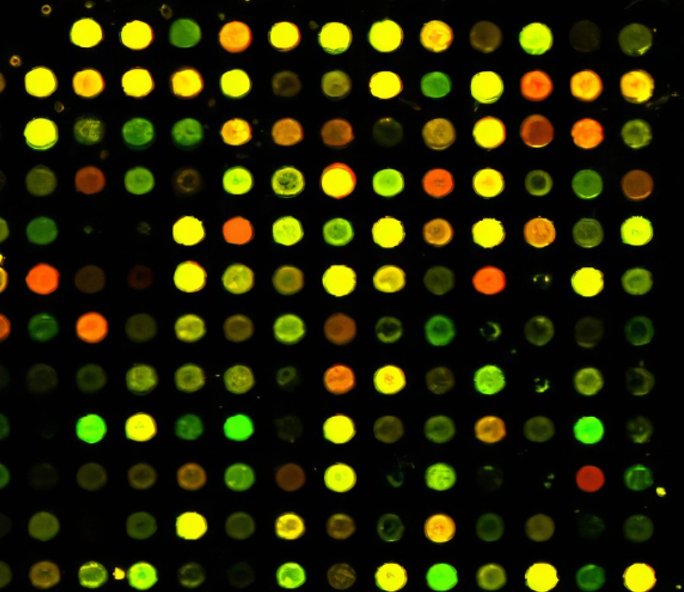 蛋白微阵列芯片结果图 蛋白微阵列芯片结果图