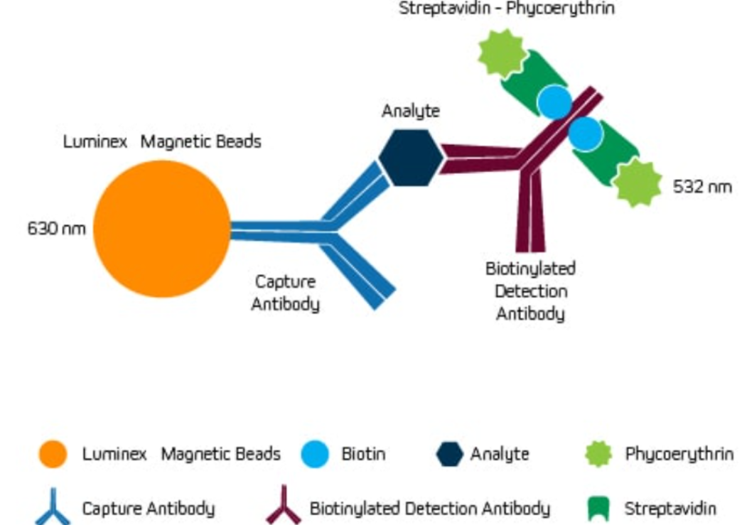 典型的Luminex(xMAP)分析设置 典型的Luminex(xMAP)分析设置
