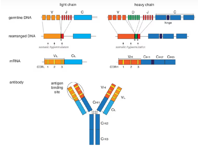 抗体VDJ基因的重排 抗体VDJ基因的重排