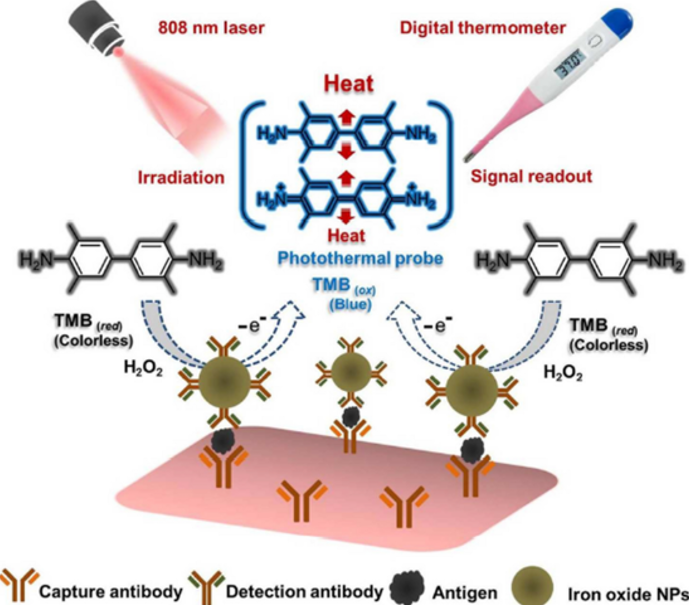 TMB显色原理 TMB显色原理