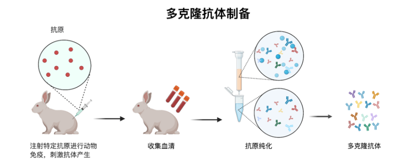 多克隆抗体制备 多克隆抗体制备