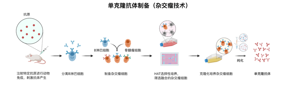 单克隆抗体制备 单克隆抗体制备