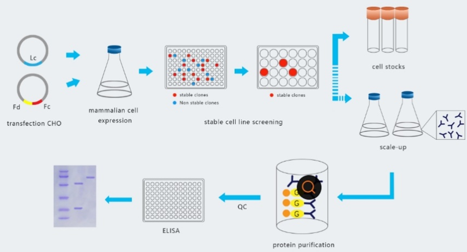 重组抗体制备 重组抗体制备